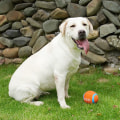 Miniatyrbild 9 av 10: Hundtuggleksaker Squeak Toys C C C