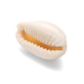 Miniatyrbild 3 av 10: 40/50 stk Seashell cowrie shells bulk løse perler GRÅ-50 STK Grey-50pcs