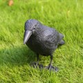 Miniatyrbild 3 av 7: Simulaatio Crow Black Raven Raven Prop