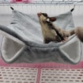 Miniatyrbild 7 av 10: Hamster Hammock Small Animal -makuupussi LTYPE3-MUSTA LType3-Black