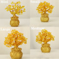 Miniatyrbild 5 av 10: Money Tree Lucky Tree MIDDELMIDDEL Medium