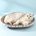 Miniatyrbild 3 av 5: Kattklösbräda, Kartong Kattmynta Klösbräda, Klösbräda Soffa Säng