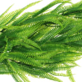Miniatyrbillede 5 af 5: 2 stk. Kunstig bregne Falsk plante Boston blad Kunstig falsk F