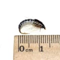 Miniatyrbillede 4 af 5: Fiske lokkemad 6 stk realistisk nymfe scud flue til ørredfiskeri kunstig insekt agn lokkemad simuleret scud