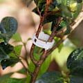 Miniatyrbillede 3 af 4: 10 stk. Haveklips til planter - Ideelle til at fastgøre planter til plantesupport