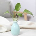 Miniatyrbillede 2 af 3: Plante Hydroponisk Keramisk Vase Kreativ Fremme Sund Vækst Plantekasse til Stue Soveværelse Studie Cyan