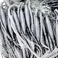 Miniatyrbillede 4 af 4: 30m Fiskenet Nylon Bærbar Monofilament Gill Fiskenet Med Flydeagn & Kastgarn