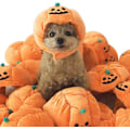 Miniatyrbilde 3 av 5: Halloween kjæledyr gresskar lue Chiens Chats kle seg ut Cosplay kostyme P
