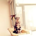 Miniatyrbild 4 av 5: 3 stycken katt leksak, inomhus katt leksak, interaktiv katt leksak, fjäder till
