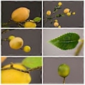 Miniatyrbillede 2 af 5: Gul Bær Citrontræ Gren - 92cm Lang, Kunstig, Fleksibel