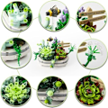 Miniatyrbillede 4 af 4: 1 stk. Mini Succulent Bonsai Byggesæt, Sukkulente Planter B