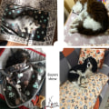 Miniatyrbilde 5 av 6: Dyreteppe kjæledyrseng/kjæledyrutstyr/kjæledyrteppe koselig