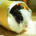 Miniatyrbillede 4 af 5: Kæledyr Lille Dyr Hamster Seng Tunnel Blød Hule Legetøj Kaniner Seng Skjulested Seng Gnavere Legetøj til Bur Montering gul yellow