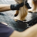 Miniatyrbilde 8 av 11: Hundeklipper Kit - Saks for hunder