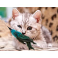 Miniatyrbild 11 av 11: Kattleksak på Pinne - Fjäder & Bjällra - Leksak för Katt