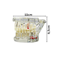 Miniatyrbillede 4 af 10: Anatomisk Tandmodell - Tandprotes White