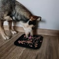 Miniatyrbillede 7 af 11: Slow Feeder Bricka för Hund & Katt - Ät långsammare