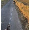 Miniatyrbild 3 av 8: Hundkoppel / Flexibelt Rullkoppel för Hund - Välj längd! Black 8m/50kg