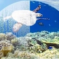 Pikkukuva 10 / 11: Snorkkelimaski Kokokasvo – Snorklaus Black