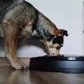 Pikkukuva 4 / 11: Foderautomat för Hund - Automatisk matare
