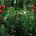 Miniatyrbillede 6 af 9: Dörrkrans / Julkrans - 60 cm