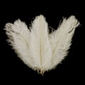 Miniatyrbillede 3 af 5: 10 stk Strudsefjer Plume Midtpunkt Bryllup Fest Bord Dekoration 30-35cm Sort Black