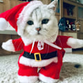 Miniatyrbild 1 av 5: Katt- och valpkläder Julvalp Tomte-kostym Hundsemesterkostym Julkjol med hatt Jultransformation-kostym-XL XL