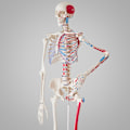 Miniatyrbild 3 av 11: tectake Anatomiskt skelett med muskler Vit