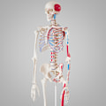 Miniatyrbild 4 av 11: tectake Anatomiskt skelett med muskelmarkering Vit