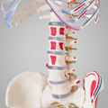 Miniatyrbild 9 av 11: tectake Anatomiskt skelett med muskler Vit