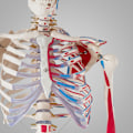 Miniatyrbild 8 av 11: tectake Anatomiskt skelett med muskler Vit