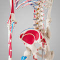 Miniatyrbild 6 av 11: tectake Anatomiskt skelett med muskelmarkering Vit