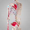 Miniatyrbild 7 av 11: tectake Anatomiskt skelett med muskler Vit