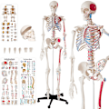 Miniatyrbild 1 av 11: tectake Anatomiskt skelett med muskler Vit