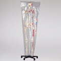 Miniatyrbild 11 av 11: tectake Anatomiskt skelett med muskler Vit