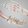 Miniatyrbild 5 av 11: tectake Anatomiskt skelett med muskler Vit
