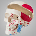 Miniatyrbild 10 av 11: tectake Anatomiskt skelett med muskler Vit