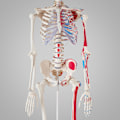 Miniatyrbild 2 av 11: tectake Anatomiskt skelett med muskler Vit