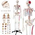 Miniatyrbild 1 av 11: tectake Anatomiskt skelett med muskelmarkering Vit
