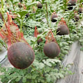 Miniatyrbillede 3 af 7: 100 stk. genanvendelige netposer til ophængning af vandmeloner, cantaloupe-netposer, net til haveagurker, opbevaringsnet til grøntsager