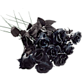 Miniatyrbillede 1 af 5: 10 stk. Sorte Kunstige Silke Roser Blomster Falske Silke Rose Buketter til Bryllupsfest Sort (D-4) black