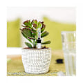 Miniatyrbillede 5 af 5: 8 stk. Vandstandsindikator til blomsterpotter til indendørs planter, meget velegnet til hobbygartnere