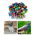 Miniatyrbilde 4 av 4: 100 stk. dueringer for due og duer 2024, identifiseringsbånd, fuglering, liten størrelse, lett, gjenbrukbar, lyse farger og tall, identifiseringsring-B2