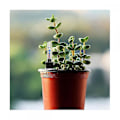 Miniatyrbillede 3 af 5: 8 stk. Vandstandsindikator til blomsterpotter til indendørs planter, meget velegnet til hobbygartnere