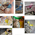 Miniatyrbillede 4 af 5: 3-i-1 Hænge Vandflaske til Hamster, Automatisk Drikkedispenser med Base til Dværg Hamster, Mus, Rotte, Pindsvin - yky