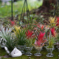 Miniatyrbillede 2 af 5: 4 stk. luftplante prydplanter ingen jord nødvendig moderat vanding nem at pleje indendørs vase vandplante Tillandsia plante dekoration hjem indretning I
