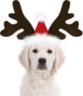 Hodebånd med reinsdyrgevir for hund til jul - Klassisk elghatt, hodeplagg, kostymer og tilbehør for kjæledyr