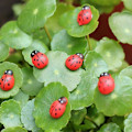Miniatyrbillede 3 af 5: 100 X Kunst og Håndværk Sticky Back Selvhæftende Stick On Ladybirds Ladybug
