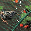 Miniatyrbillede 3 af 5: Fuglenet Grøn Have Anti Fugl Dam Net Til Plantebeskyttelse Net Til Skadedyrsbekæmpelse, Ært Frugt Net 4x6 m