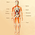 Pikkukuva 3 / 4: 3D ihmiskehon torso malli lapsille anatomia malli luuranko, irrotettavat osat lelusetti B